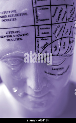 Porcelain Phrenology Head Stock Photo