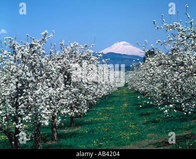 Mount Adams in Washington State seen from the fruit orchards of the Hood River Valley in Oregon along the Columbia River Stock Photo