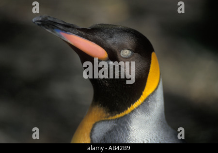 Portrait of a Penguin Stock Photo