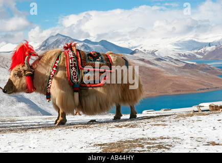 Yak at the Khamba La Pass overlooking Lake Yangdroke Tibet 2 Stock Photo