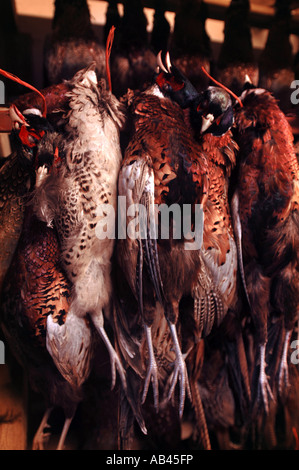 PHEASANTS HANGING IN A BARN AFTER A SHOOT DEVON UK