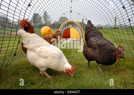 THE OMLET EGLU CHICKEN HOUSE UK 2007 Stock Photo