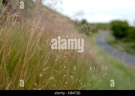 Agrostis capillaris or tenuis, Common Bent, Colonial bent or  Browntop grass on a roadside verge, Wales,  UK Stock Photo