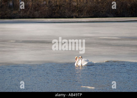 Swan in the Huron River, Ann Arbor, Michigan Stock Photo - Alamy