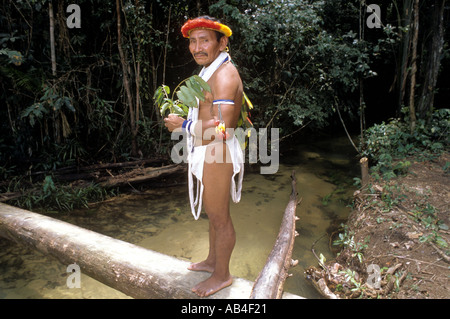 Piaroa Indian shaman with medicinal plants gathered from the jungle village of Aska aja near Puerto Ayacucho Venezuela  Stock Photo