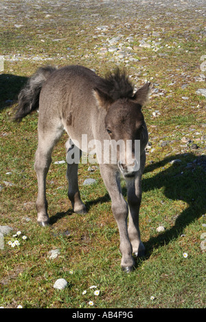 Eriskay pony foal sitting on grass Loch Druidibeg Nature reserve South Uist Outer Hebrides Scotland  June 2007 Stock Photo