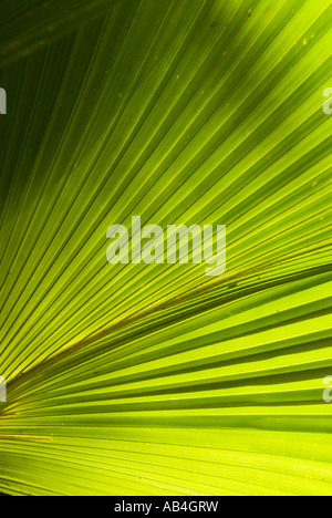 Fan Palm fronds Kailua Oahu Hawaii Stock Photo - Alamy