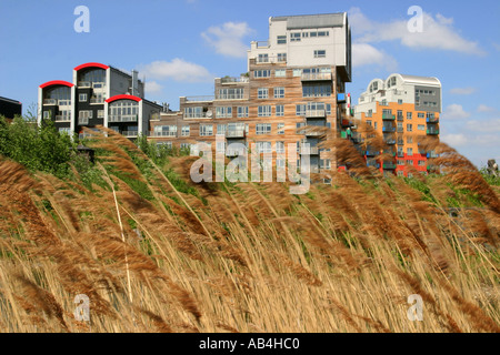 Reeds on landscaped wildlife centre and apartment blocks at the Greenwich Millennium Village, London, UK, June 2005. Stock Photo