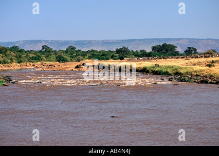 Zebras and wildebeest crossing the crocodile-infested Mara river during the annual migration in the Masai Mara Reserve in Kenya. Stock Photo