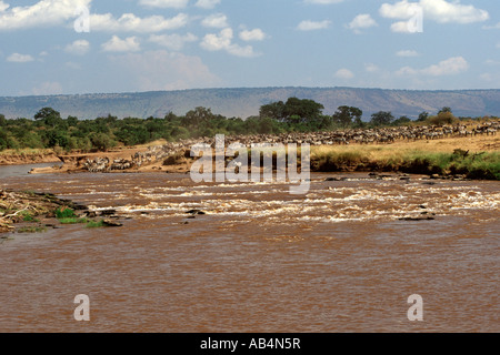 Zebras and wildebeest crossing the crocodile-infested Mara river during the annual migration in the Masai Mara Reserve in Kenya. Stock Photo