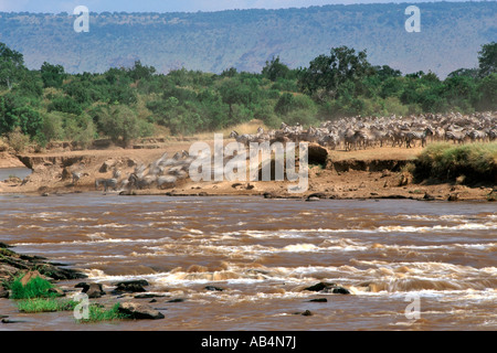 Zebras and wildebeest crossing the crocodile-infested Mara river during the annual migration in the Masai Mara Reserve in Kenya. Stock Photo