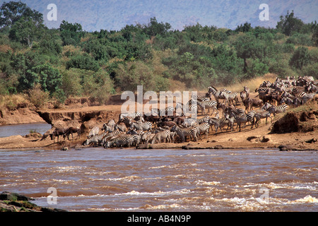 Zebras and wildebeest crossing the crocodile-infested Mara river during the annual migration in the Masai Mara Reserve in Kenya. Stock Photo