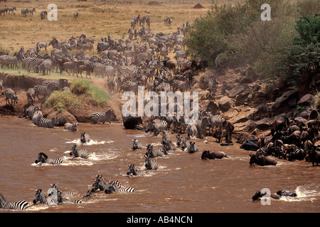 Zebras and wildebeest crossing the crocodile-infested Mara river during the annual migration in the Masai Mara Reserve in Kenya. Stock Photo