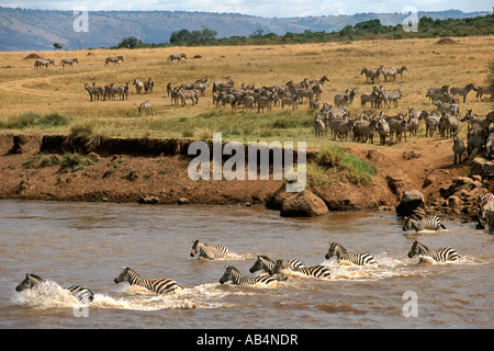 Zebras and wildebeest crossing the crocodile-infested Mara river during the annual migration in the Masai Mara Reserve in Kenya. Stock Photo