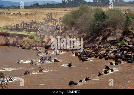 Zebras and wildebeest crossing the crocodile-infested Mara river during the annual migration in the Masai Mara Reserve in Kenya. Stock Photo