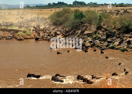 Zebras and wildebeest crossing the crocodile-infested Mara river during the annual migration in the Masai Mara Reserve in Kenya. Stock Photo