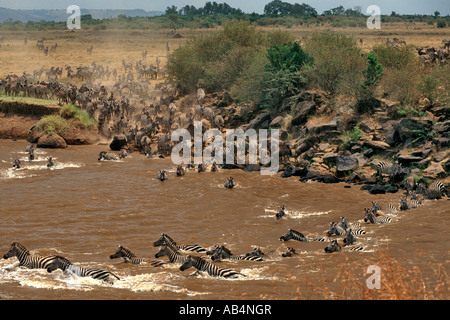 Zebras and wildebeest crossing the crocodile-infested Mara river during the annual migration in the Masai Mara Reserve in Kenya. Stock Photo