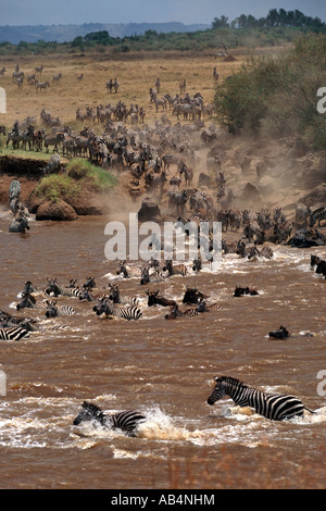 Zebras and wildebeest crossing the crocodile-infested Mara river during the annual migration in the Masai Mara Reserve in Kenya. Stock Photo