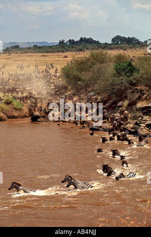 Zebras and wildebeest crossing the crocodile-infested Mara river during the annual migration in the Masai Mara Reserve in Kenya. Stock Photo