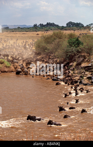 Zebras and wildebeest crossing the crocodile-infested Mara river during the annual migration in the Masai Mara Reserve in Kenya. Stock Photo