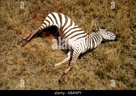 A plains zebra lies dying after being savaged by crocodiles whilst crossing the Mara river during the migration in Kenya. Stock Photo