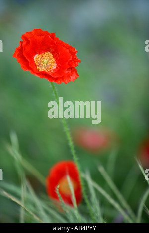 Poppy 'Shirley' flowering in grassy field, California Stock Photo