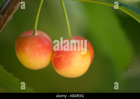Cherries 'Rainer'  foliage, branch. Stock Photo