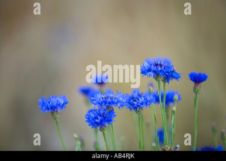 Bachelor's Buttons growing in field, California Stock Photo