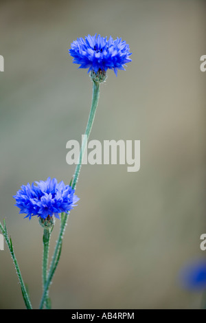 Bachelor's Buttons growing in field, California Stock Photo