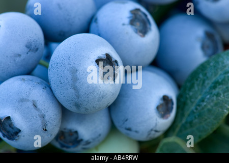 Ripe Blueberries on branch, California Stock Photo