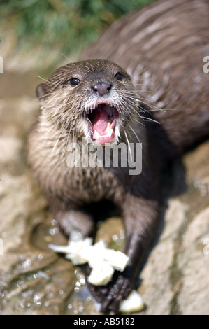 Asian Short Clawed Otter eating fish Stock Photo