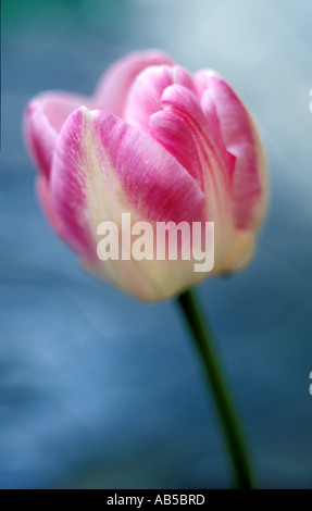 A single pink and white tulip against a blue background Stock Photo