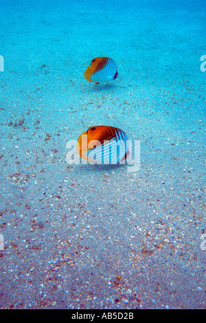 Sandy Sea Bottom Marine Life, Underwater Background. Clear Water Stock 