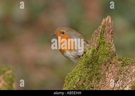Robin Stock Photo