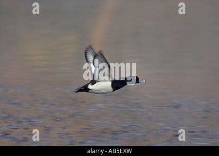 Male Tufted Duck in Flight Stock Photo