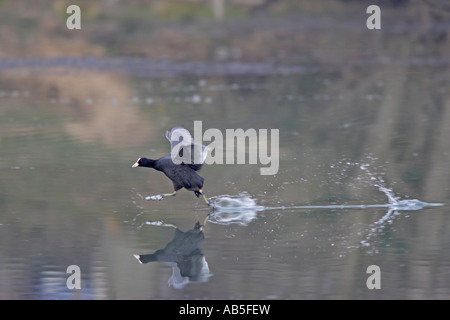 Coot running on water Stock Photo