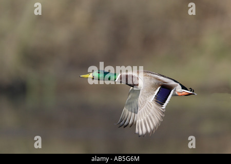 Drake Mallard flying Stock Photo