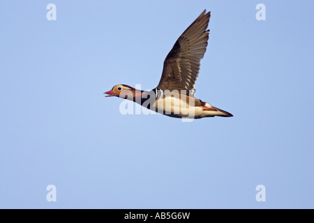 Mandarin Duck in flight Stock Photo