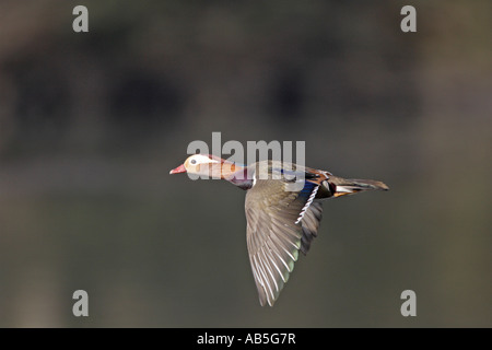 Mandarin Duck in flight Stock Photo