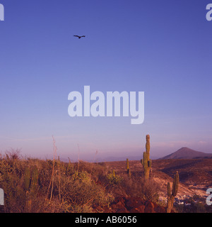 A lone eagle soars in early morning cloudless deep blue sky over cardon cacti in Vizcaino Desert Baja California Sur Mexico Stock Photo