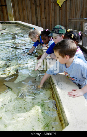 Children touch small sting ray fish at the Lowry Park Zoo Tampa Florida FL voted the number one zoo in the United States Stock Photo