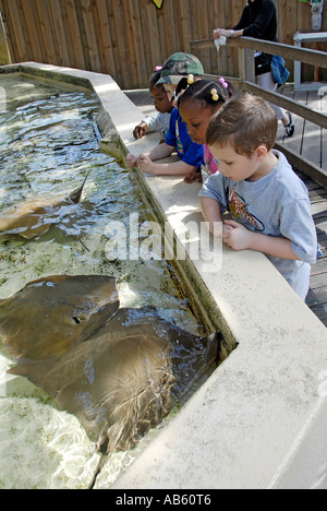 Children touch small sting ray fish at the Lowery Park Zoo Tampa Florida FL voted the number one zoo in the United States Stock Photo