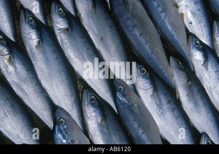 THAILAND South Hua Hin Fishing Town on Gulf Coast pattern detail of fresh uncooked fish laid out to dry in the sun and air wind. Stock Photo