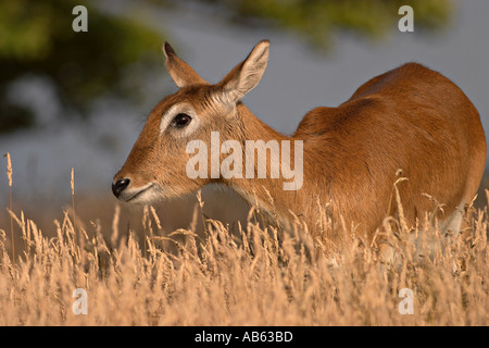 Adult Lechwe female grazing in long golden grass Stock Photo