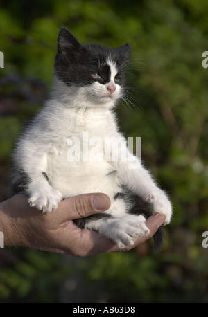 Black and white Kitten in hand Stock Photo