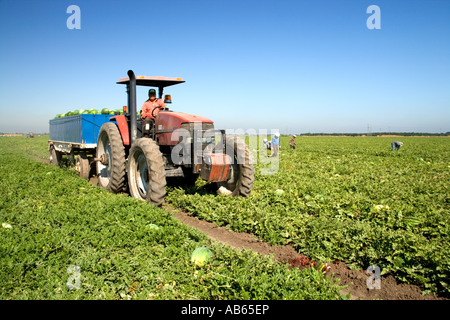 Tractor harvesting watermelon in field, California Stock Photo