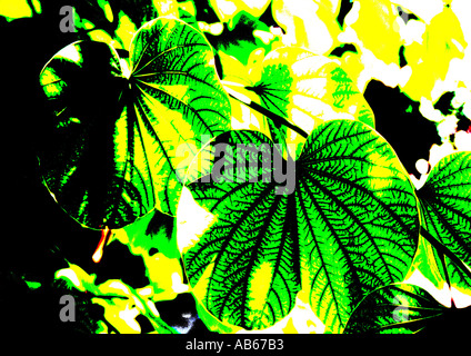 Carob tree leaves Stock Photo