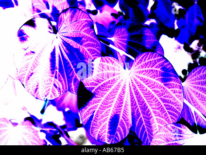 Carob tree leaves Stock Photo