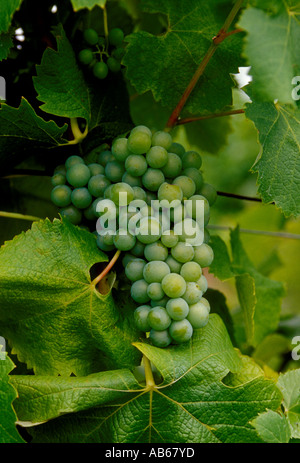 grape vineyard, vineyard, wine grapes, Semillon grapes, Chateau de Monbazillac, village, Monbazillac, Dordogne, France Stock Photo