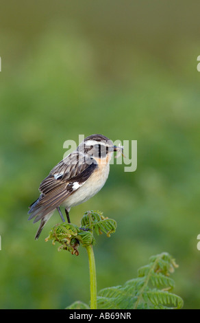 whinchat saxicola rubetra islay scotland Stock Photo - Alamy